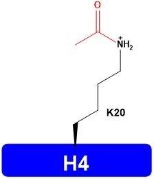 Synthesized Human H4K20ac Histone H1 H2 H3 H4 Catalog Number H4204