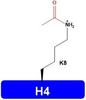 H4K8ac DNA Histones Proteins Catalog Number H4201