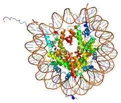 H4 Histones Proteins Peptide Catalog Number H4100 50μg