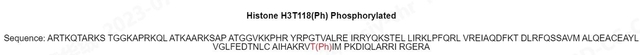 H3-T118ph Synthesized Histone H3 Protein Acetylation Catalog Number H3302