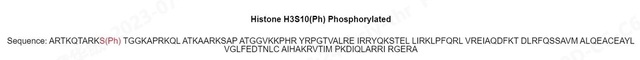 H3-S10ph Histones Proteins Catalog Number H3301