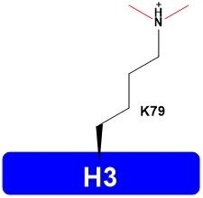 H3-K79me2 Histone Modification Acetylation Catalog Number H3114