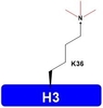 H3K36me3 Acetylation Histone Modification Catalog Number H3112