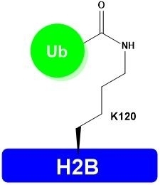 H2B-K120Ub,Lyophilized,Catalog Number: H2402,Store at -20°C or -80°C