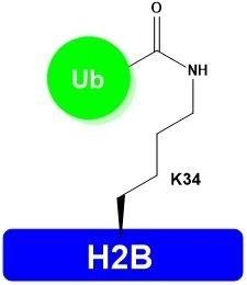 H2B-K34Ub,Lyophilized,Catalog Number: H2401,Store at -20°C or -80°C
