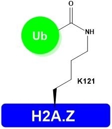H2A.ZK121Ub,Lyophilized,Catalog Number: H1404,Store at -20°C or -80°C