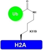 H2A-K119Ub,Lyophilized,Catalog Number: H1403,Store at -20°C or -80°C