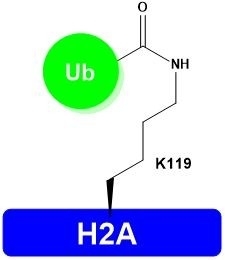 H2A-K119Ub,Lyophilized,Catalog Number: H1403,Store at -20°C or -80°C