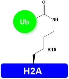 H2A-K15Ub,Lyophilized,Catalog Number: H1402,Store at -20°C or -80°C