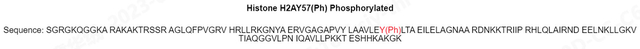 H2A-Y57ph,Lyophilized,Catalog Number: H1301,Store at -20°C or -80°C