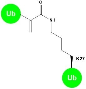Dha-K27-Diubiquitin Probes Polyubiquitinated Proteins Catalog Number UD2401