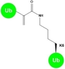 Human Dha-K6-Diubiquitin Probes Catalog Number UD2201