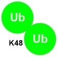 K48-Diubiquitin K48 Linked Ubiquitin Polyubiquitinated Proteins Catalog Number U2701