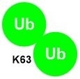 Poly K63 Diubiquitin Probes Catalog Number U2801