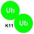 K11 Diubiquitin Probes Polyubiquitination Catalog Number U2301