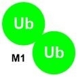 Met1 Diubiquitin Like Proteins DNA Ubiquitination Catalog Number U2101