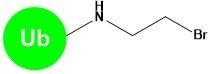 Ub-Br2 Ubiquitin Probes Polyubiquitinated Proteins Catalog Number U1050