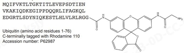 Ub-Rho110 Human Histone Ubiquitylation Catalog Number UU1030