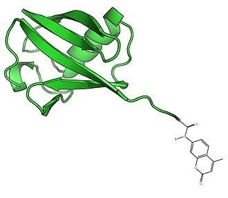 Ub-AMC Ubiquitin Probes Catalog Number U1010