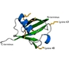 Human Ubiquitin Protein Catalog Number U1000 1mg