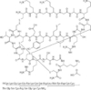 ω-conotoxin MVIIA,CAS#：107452-89-1,Lyophilized,Catalog Number:  C1040-V